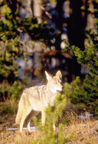 [15530085-Coyote-InForest.jpg]