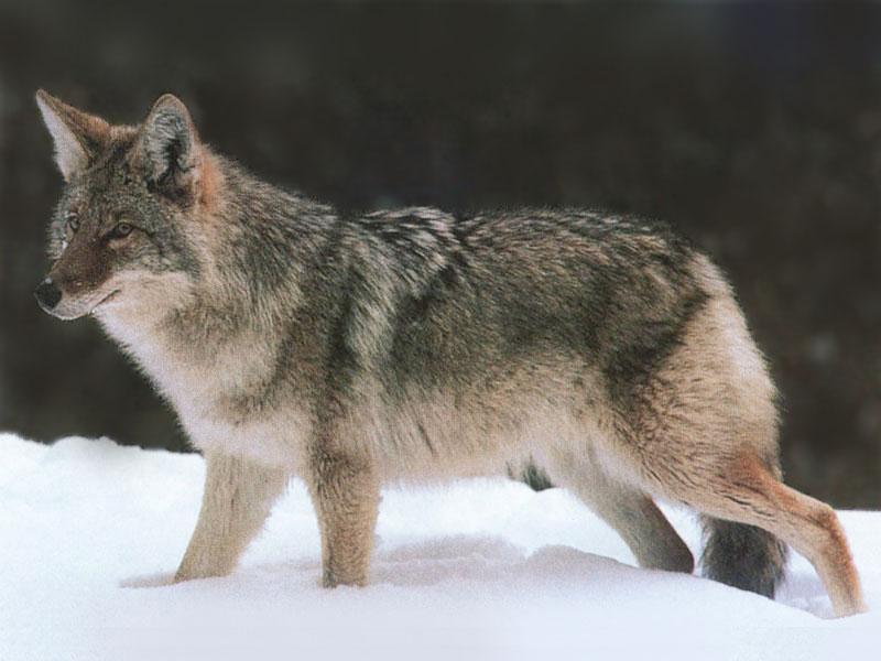 [Coyote_113-Standing_on_snow-Closeup.jpg]