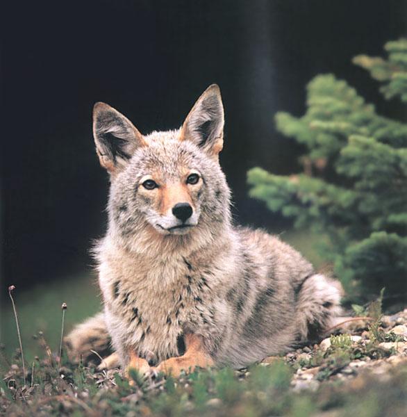 [Coyote_124-Sitting_on_the_ground-Closeup.jpg]