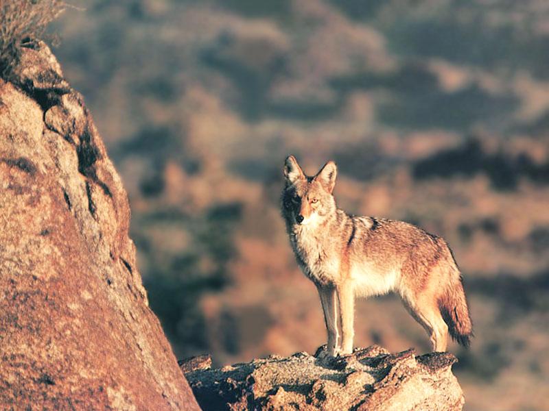 [Coyote_125-Standing_on_cliff_rock.jpg]
