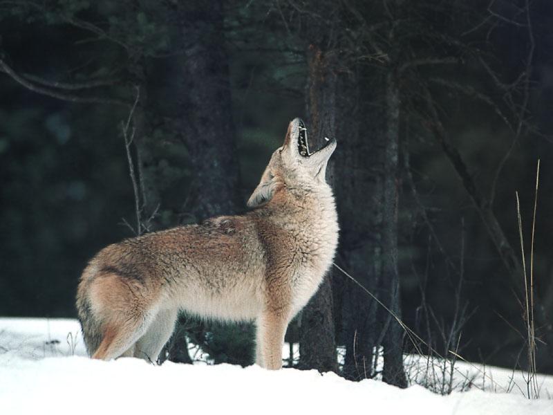 [Coyote_127-Howls_on_snow.jpg]