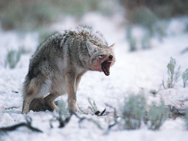 Жирный волк фото