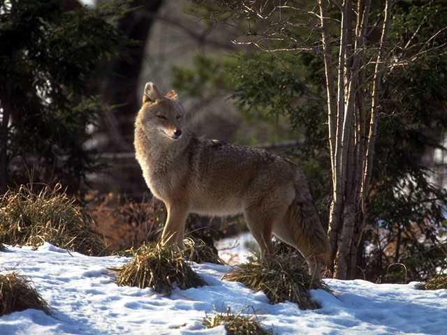 [Photo123-Coyote-SnowHill.jpg]