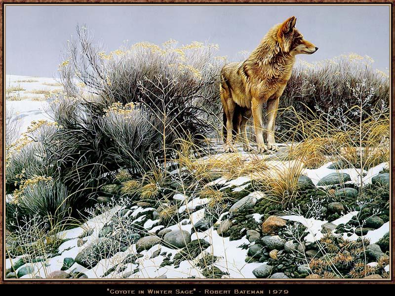 [Wwart147-Coyote-SnowDesert.jpg]