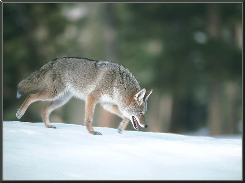 [coyote 07.jpg]