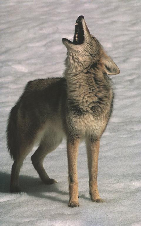 [coyote01.jpg]
