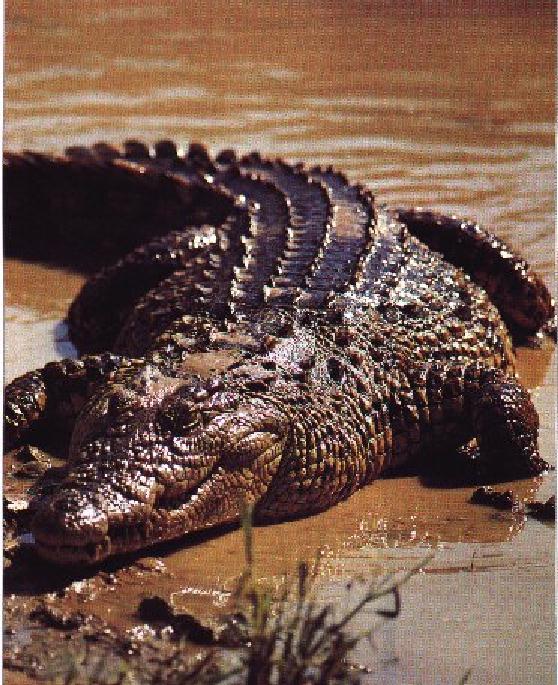 [NileCrocodile-JustOutOfMuddyRiver.jpg]