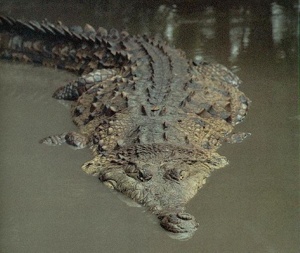[OrinocoCrocodile02.jpg]