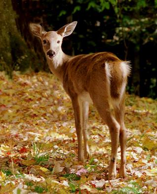 [Deer02-White-tailedDeer-BackView.jpg]