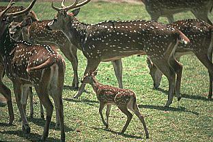 [SDZ_0384-Deers-Family.jpg]