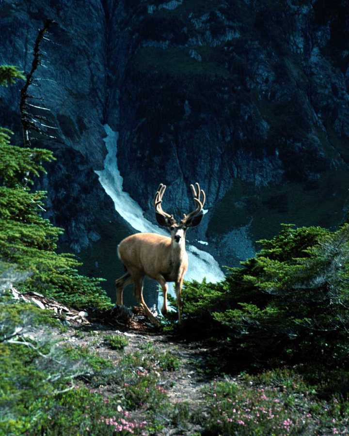 [animalwild023-Deer-Stands_on_cliff_hill.jpg]
