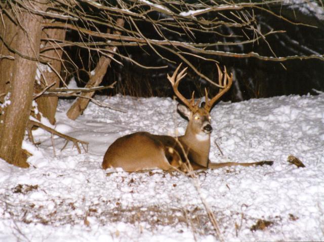 [winter15-White-tailedDeer-Sitting_on_snow.jpg]