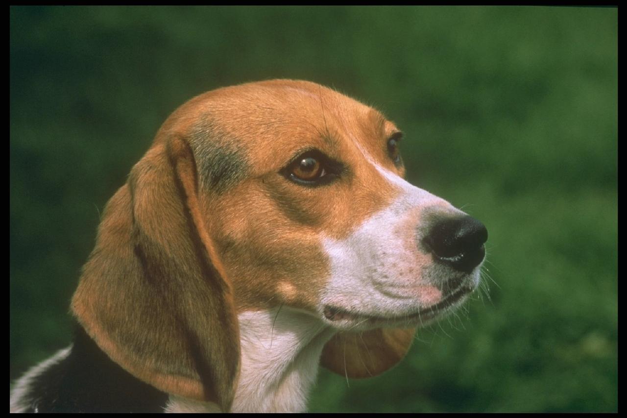 [247039-Beagle-Dog-FaceCloseup.jpg]