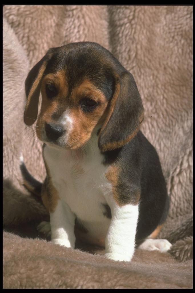 [247040-Beagle-Dog-Puppy-Closeup.jpg]