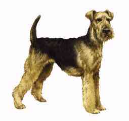 [Airedale-Dog-Painting.jpg]
