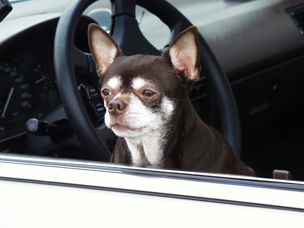 [ChihuahuaDog_Car3.jpg]
