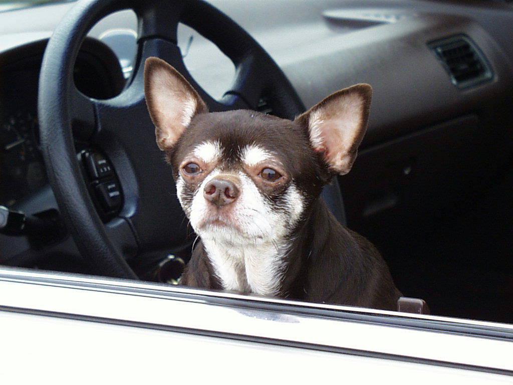 [ChihuahuaDog_Car4.jpg]