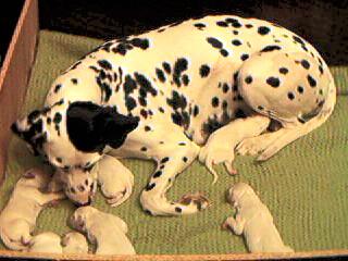 [DalmatianDog-Puppies2.jpg]