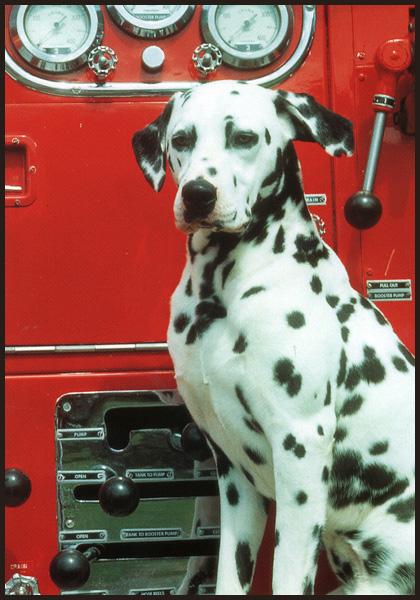 [DalmationDog_01-Stting_in_front_of_Fire_Engine.JPG]