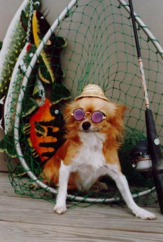 [DogFish-Sunglasses-MixBreed.jpg]