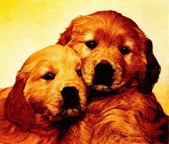 [Good_As_Gold-John_Weiss-Dogs-2Puppies.jpg]