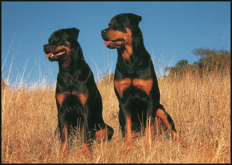 [Rottweiler_01-2Dogs-Posing_on_grass_hill.JPG]