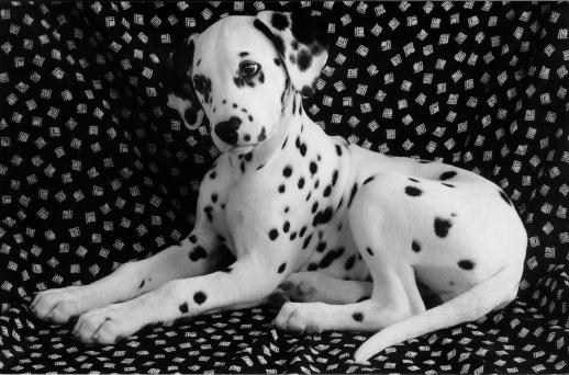 [dog-Dalmatian-Dalbw.jpg]