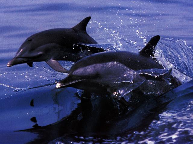 [Dolphins-pair-staart_flight-Closeup.jpg]