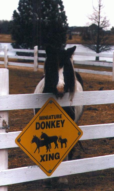 [donkey-farm1.jpg]