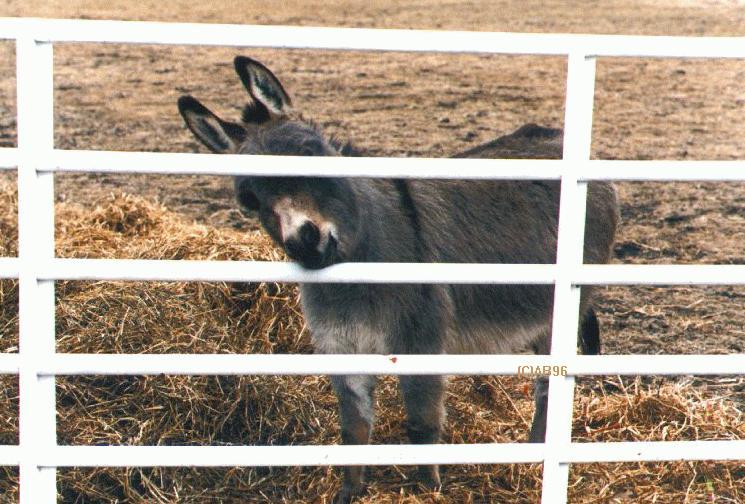 [donkey-farm4.jpg]