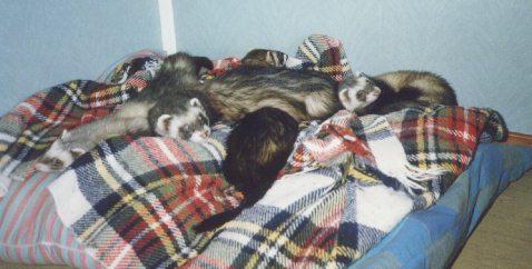 [four_ferrets-on_bed.jpg]