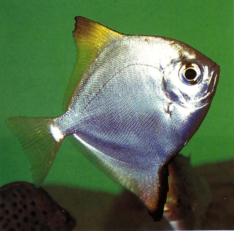 [Argusfish-Closeup.jpg]