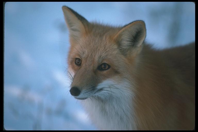 [fox-200074.jpg]
