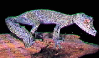 [Leaf-tailedGecko-pic54.jpg]