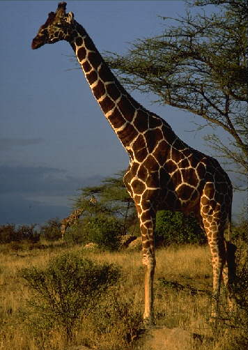 [Giraffe1-Standing.jpg]