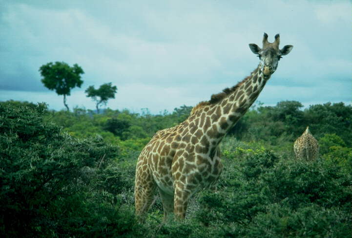 [Giraffe3_Above_bush.jpg]