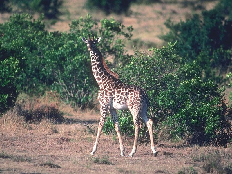 [Giraffe_01-Walks_into_forest-looksback.jpg]