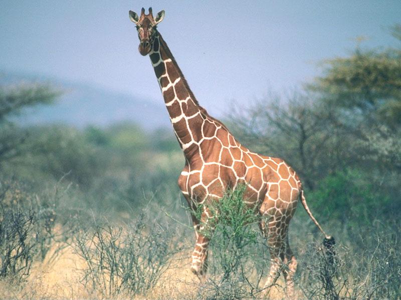 [Giraffe_04-Standing_in_bush.jpg]
