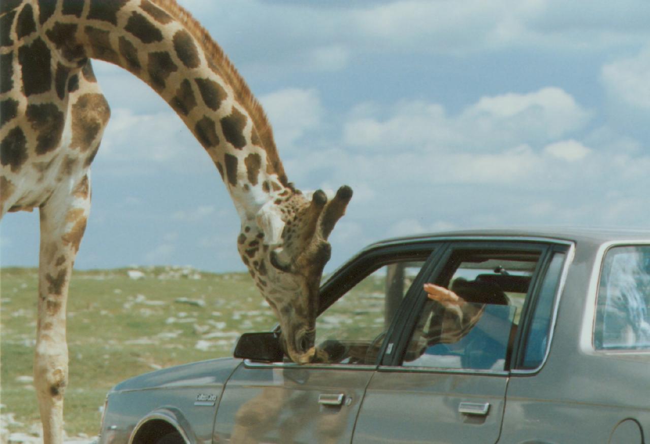 [Giraffe_car2.jpg]