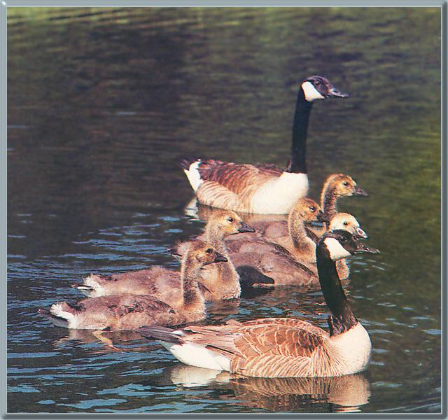 [CanadaGoose_04-Parent_with_ducklings-Floating.jpg]