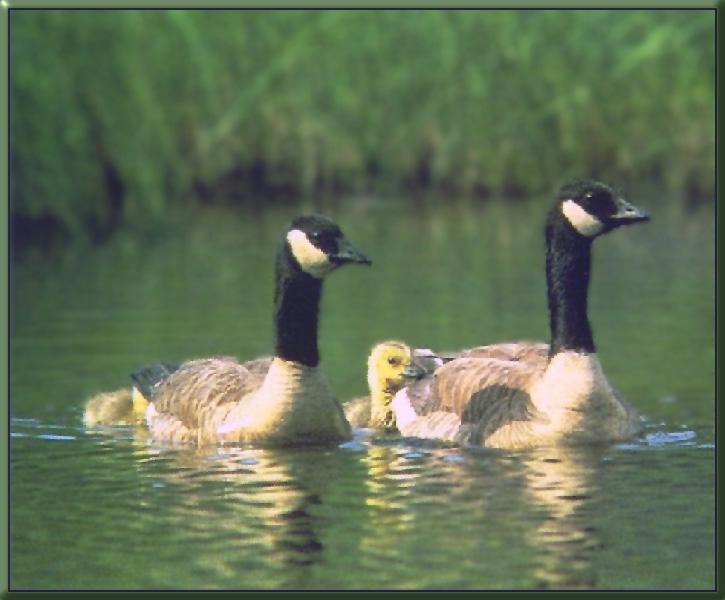 [CanadaGoose_08-Family-Floating_on_water.jpg]