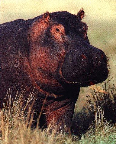 [AfricanHippopotamusOnLand-Closeup.jpg]