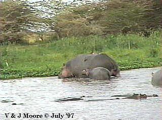 [LakeManyara-Hippopotamus-2-Mom-N-Youngs.jpg]