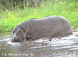 [LakeManyara-Hippopotamus-3-Closeup.jpg]