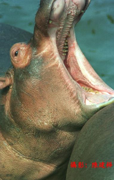 [LeoPhoto-An-a41-Hippopotamus-WideMouth.jpg]