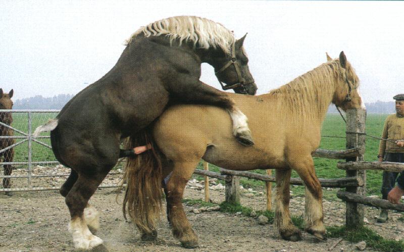 Girl taking stallion cock