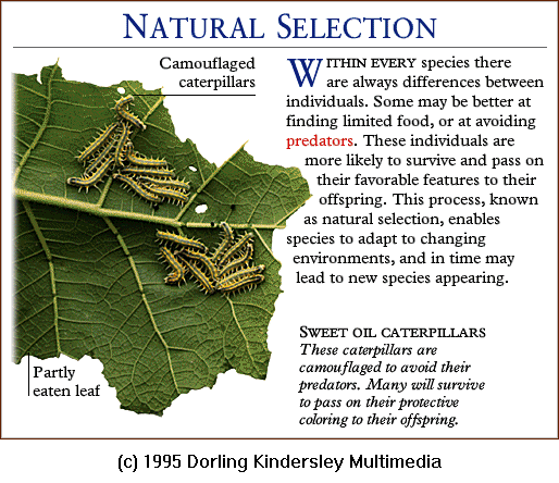 [DKMMNature-NaturalSelection-SweetOilCaterpillars.gif]