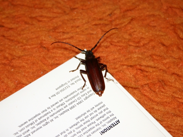 [beetle1a.jpg]