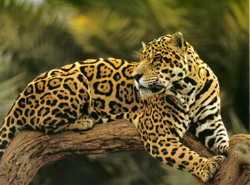 [Jaguar26-Resting_on_tree.jpg]