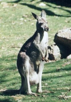 [Kangaroo-dunder.jpg]